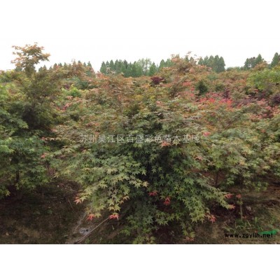 吴江区桃源供应大叶女贞