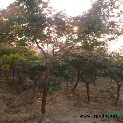 虞北花木专业合作社大量批发各种桂花