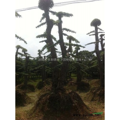 桂花，桂花供应，2014年桂花价格，桂花图片，湖南桂花价格