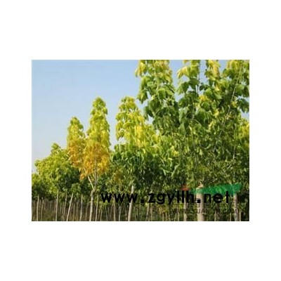 大叶女贞    3―15公分