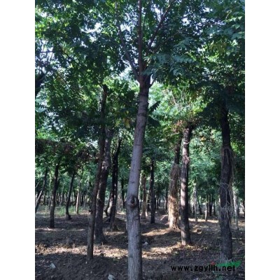 大叶女贞，大叶女贞小苗