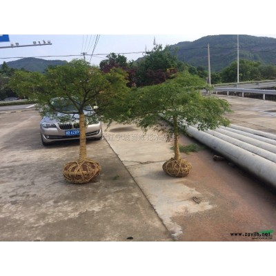 精品桂花3-25公分供应/精品桂花3-25公分图片