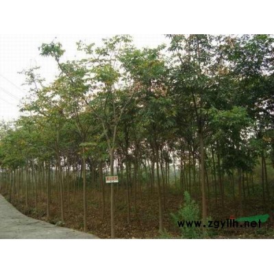 安徽大叶女贞1信息