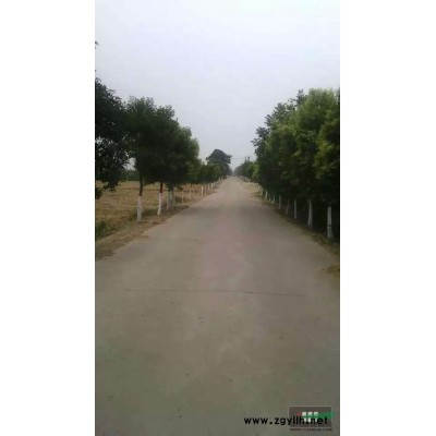 大叶女贞12-15统货480