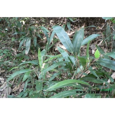 大叶女贞报价/河南大叶女贞报价