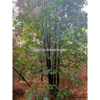 2020年江西杜英 九江杜英新报价