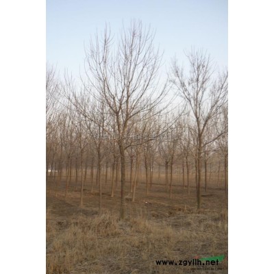 白蜡  大叶女贞 杜仲