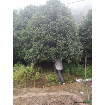 桂花2供应/桂花2图片