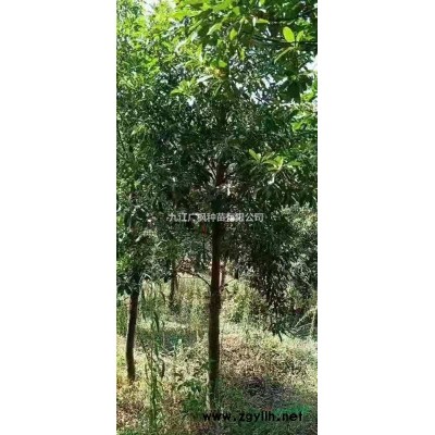 2019年江西九江杜英新报价