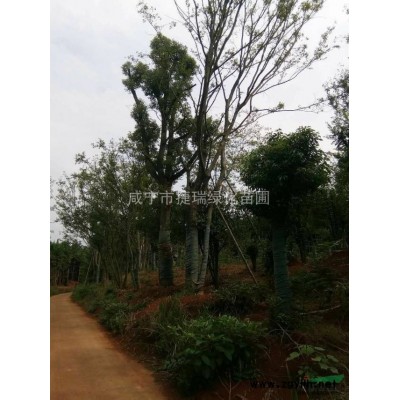 湖北杜英 咸宁杜英价格 规格*的杜英基地