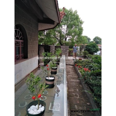 湖南金桂花树报价