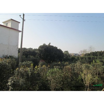 供应法国冬青，大叶女贞，石楠，红叶石楠，青桐，法桐，合欢，