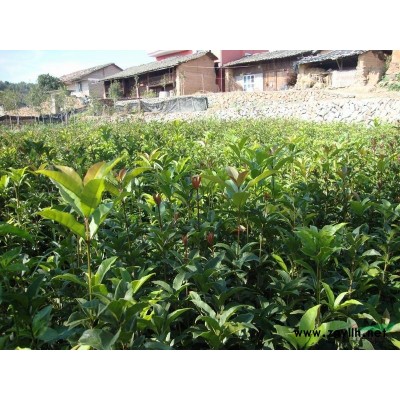 杜英1*新价格/杜英1报价