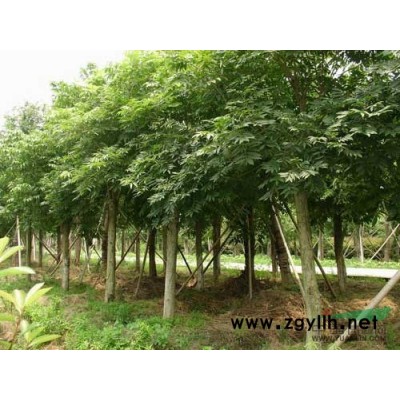 杜英种子*新价格/杜英种子报价