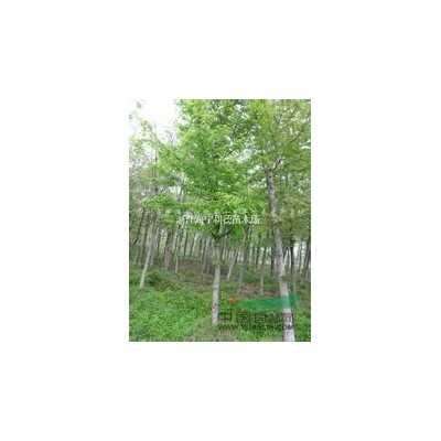 出售3-15公分杜英，优质杜英价格，*便宜杜英树苗批发价格