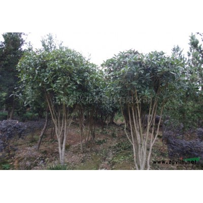 杜英报价/江西杜英报价