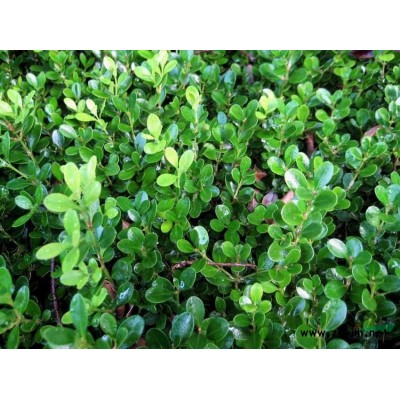 桂花小苗供应/桂花小苗图片