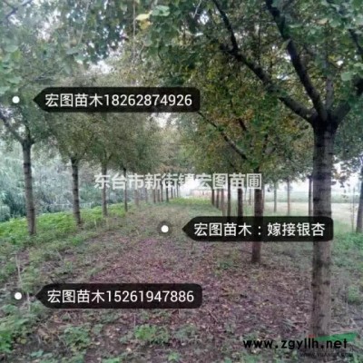 低价供应大叶女贞，1-20公分大叶女贞火热促销中！