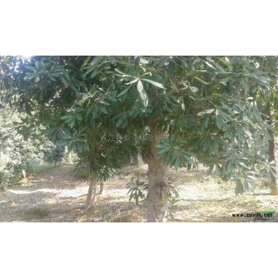 大叶女贞供应/大叶女贞图片