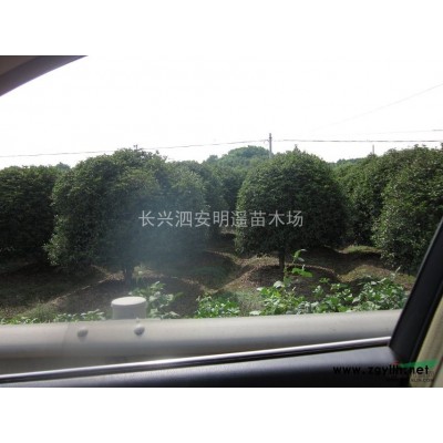 大叶女贞米径10 大叶女贞 大叶女贞树 绿化树木 风景树苗