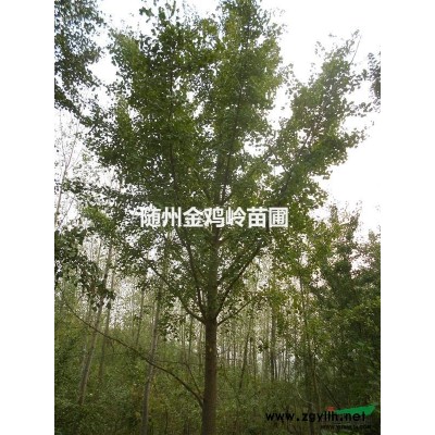 随州供应大规模大叶女贞