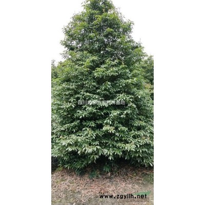 精品桂花 量大从优 价格商议！