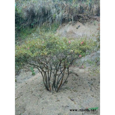 供应:红 ，白 ，紫玉兰 ，二桥玉兰，北栾，五角枫，大叶女贞