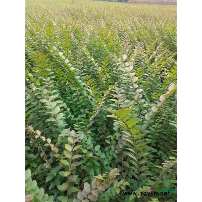 河南大叶女贞*新报价/大叶女贞图片