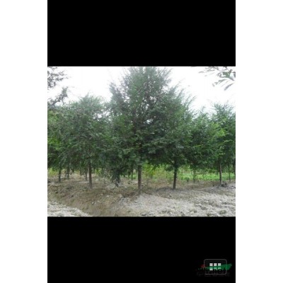 高杆桂花、精品桂花、桂花球、丛生桂花，成都桂花批发