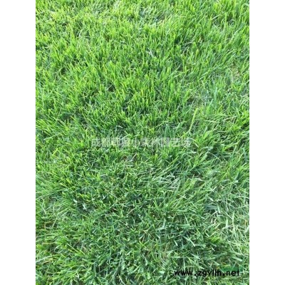 地笼桂花、桂花球