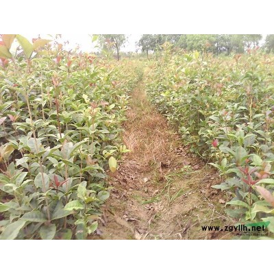 大叶女贞2年苗，10万棵