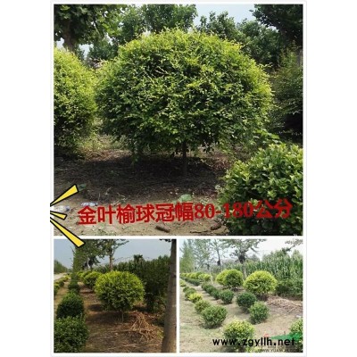 丛生大叶女贞、大叶女贞球 山东济南货源