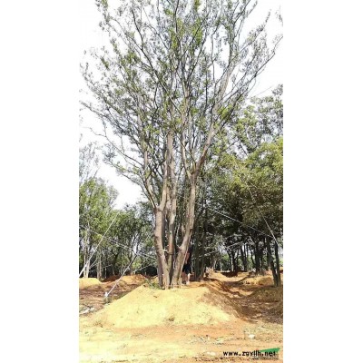 南京 精品桂花供应/南京 精品桂花图片