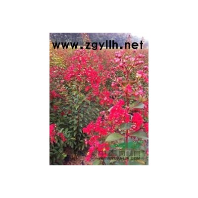 低价处理8到10 大叶女贞 5到10龙爪柳 3木槿 大量海棠