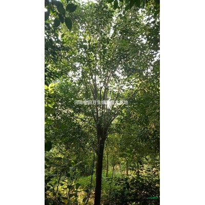 桂花盆景图片\桂花盆景报价