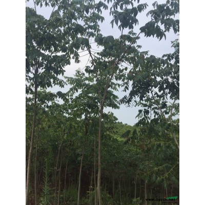 4-7公分桂花树2*新价格/4-7公分桂花树2报价