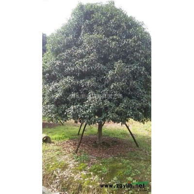 精品桂花 金桂 银桂 丹桂