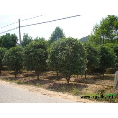 紫薇，桂花，五角枫，三角枫，大叶女贞，马褂木，枇杷，黄栌