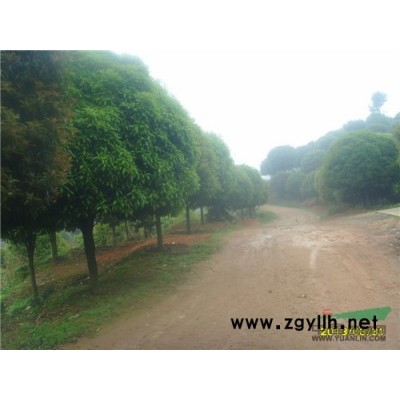 精品八月桂花0*新价格/精品八月桂花0报价