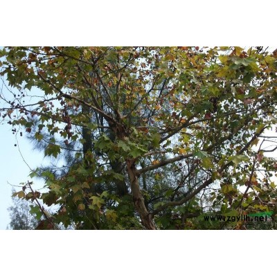 桂花-1M报价/浙江桂花-1M报价