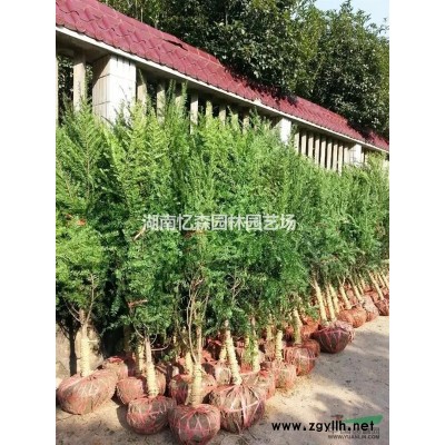 8-15cm截杆杜英，移栽杜英、全冠杜英