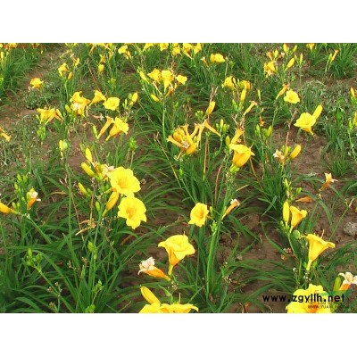 江苏大叶女贞介绍