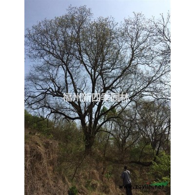 低价处理一*桂花树。