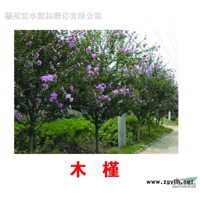 木槿、法桐、石榴树、大叶女贞