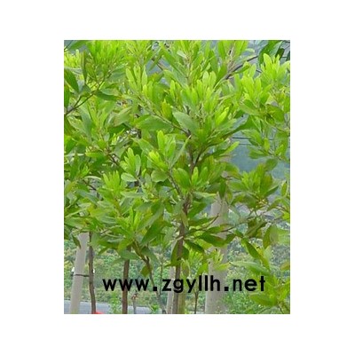 杜英、香樟、杜鹃、含笑球