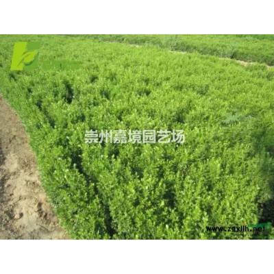 成都郫县温江崇州长期低价供应杜英等乔灌木
