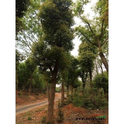 湖南杜英。杜英价格