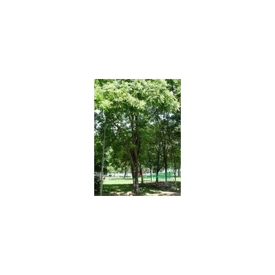 杜英苗圃上车价格/6公分杜英树价格图1
