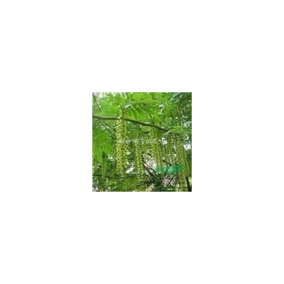 杜英苗圃上车价格/6公分杜英树价格图3
