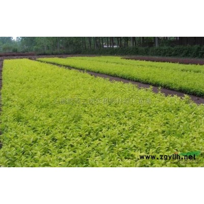 供应构树、刺槐、丛生女贞冠、马褂木、杜英、喜树